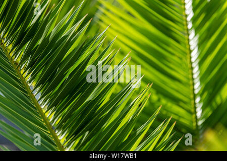 Le feuillage de palmiers tropicaux, verdure background Banque D'Images