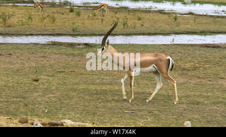 Tourné d'une gazelle de subventions à Amboseli Banque D'Images