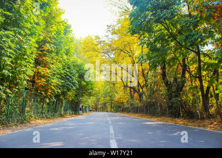 Une belle route qui passe à travers la forêt aux couleurs de l'automne à Srinagar, au Cachemire Banque D'Images