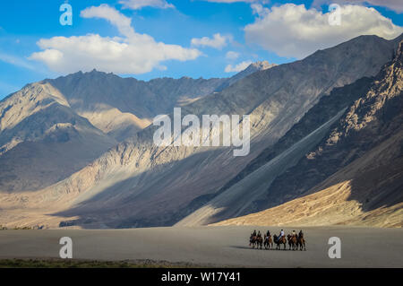 En chameau dans le désert froid du Ladakh. Le Ladakh paysage avec des montagnes du désert et ciel bleu Banque D'Images