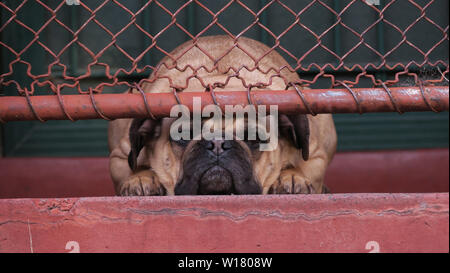 Chiens de Melbourne, Australie. Une triste chien pug se trouve derrière une barrière verrouillée dans la banlieue de Melbourne. Banque D'Images