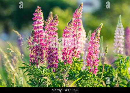 Blooming lupine flowers. Sunlight shines on plants. Pink spring and summer flowers. Gentle warm soft colors, blurred background Banque D'Images