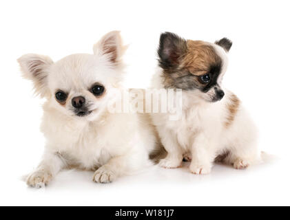 Peu chis in front of white background Banque D'Images