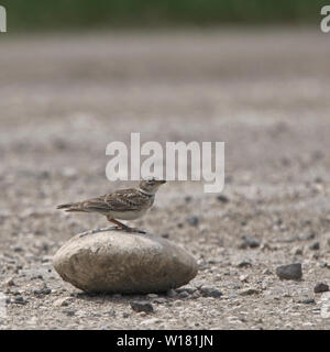 Calandre (Melanocorypha calandra), adulte perché sur une pierre, Réserve Vashlovani Parc National, la Géorgie. Banque D'Images