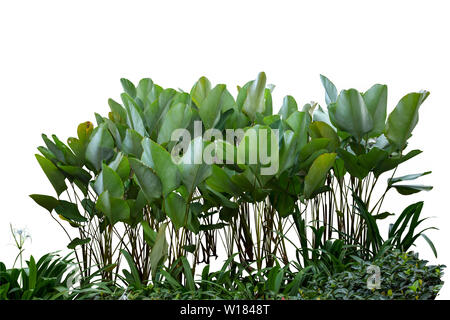 Un groupe de bouquet d'herbe. Isoler sur fond blanc Banque D'Images