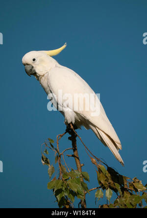 Teneur en soufre cacatoès soufré, Cacatua galerita, perché dans un arbre avec fond de ciel bleu près de Dubbo Nouvelle Galles du Sud, Australie Banque D'Images