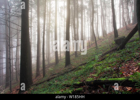 Dans le brouillard de la forêt verte Banque D'Images