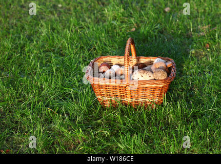Panier de champignons dans une herbe verte Banque D'Images