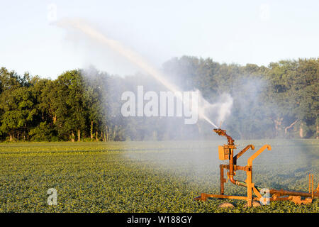 L'eau étant pulvérisé à un champ à cause de la sécheresse en été, l'agriculture en Europe Banque D'Images