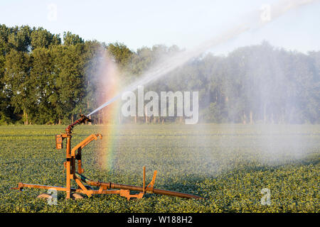 L'eau étant pulvérisé à un champ à cause de la sécheresse en été, l'agriculture en Europe Banque D'Images