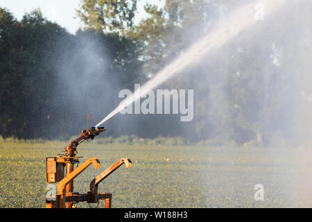 L'eau étant pulvérisé à un champ à cause de la sécheresse en été, l'agriculture en Europe Banque D'Images