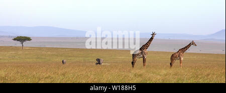 Les Girafes et les éléphants dans le Masai Mara. Les médias sociaux populaires banner proportions. Banque D'Images