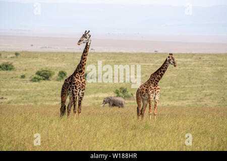 Deux girafes et un éléphant dans les hautes herbes de la Masai Mara, Kenya Banque D'Images