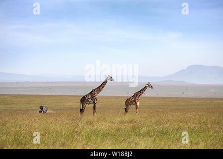 Les Girafes Masai mâles et femelles dans le Masai Mara, avec l'éléphant et le bébé dans l'arrière-plan. Banque D'Images