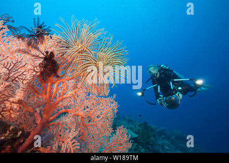 Plongée sous-marine dans les récifs coralliens, Tufi, Mer Salomon, Papouasie Nouvelle Guinée Banque D'Images