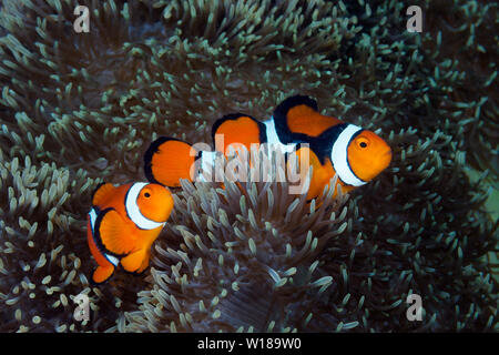 Paire d'Amphiprion percula Clown, poisson clown, Tufi, Mer Salomon, Papouasie Nouvelle Guinée Banque D'Images