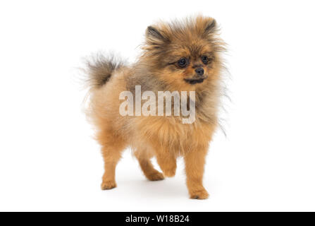 Drôle et un chiot à poil hirsute de la race un Pomeranian Spitz isolé sur fond blanc Banque D'Images