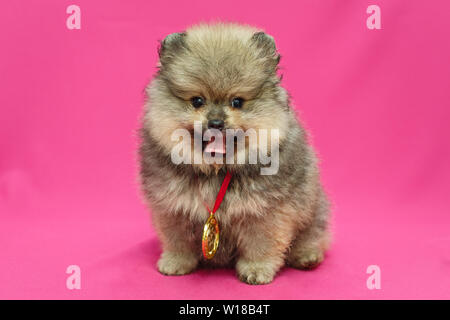 Pomeranian chiot peu c médaille sur un fond rose. Banque D'Images