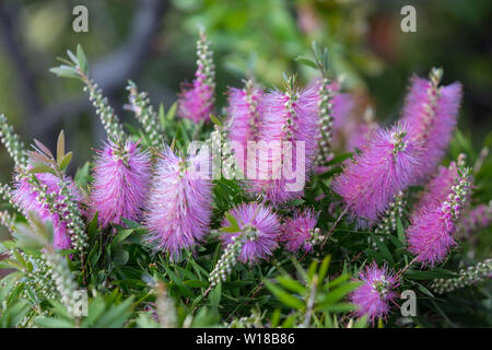 Fleurs roses des Echium nervosum Une bonne plante pour attirer les abeilles et les papillons dans le jardin. Banque D'Images