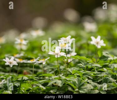 Bois Anemone (Anemone nemorosa) dans la forêt ancienne semi-naturelle locale, Royaume-Uni Banque D'Images