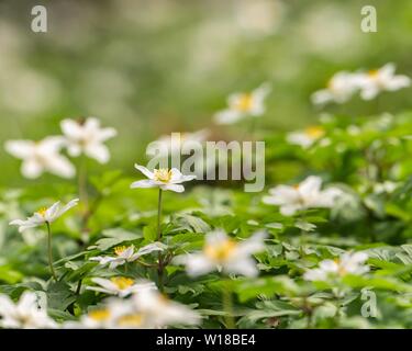 Bois Anemone (Anemone nemorosa) dans la forêt ancienne semi-naturelle locale, Royaume-Uni Banque D'Images