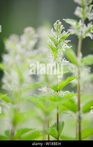 L'ortie (Urtica dioica) contre l'arrière-plan flou Banque D'Images