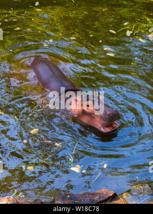 Hippopotame dans l'eau Banque D'Images