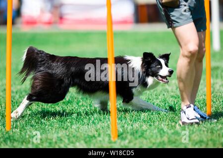 Border Collie tournant pendant la formation d'Obéissance Banque D'Images