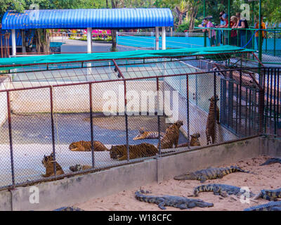 Les crocodiles et les tigres à Sriracha Tiger Zoo, Pattaya, Thaïlande Banque D'Images