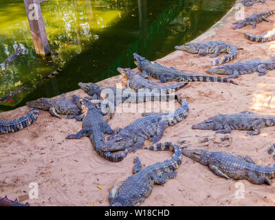 Les crocodiles dans le Sriracha Tiger Zoo, Pattaya, Thaïlande Banque D'Images