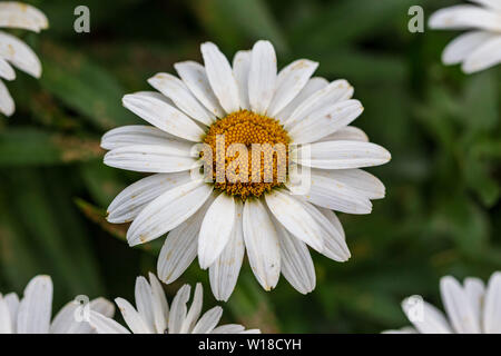 Un gros plan d'une marguerite blanche blooming uptown Banque D'Images