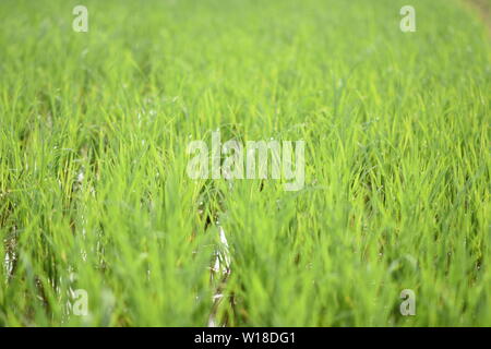 Riz vert frais Fiend à Srirangapatna, Karnataka, Inde Banque D'Images