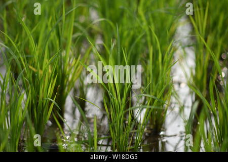 Riz vert frais Fiend à Srirangapatna, Karnataka, Inde Banque D'Images