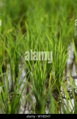 Riz vert frais Fiend à Srirangapatna, Karnataka, Inde Banque D'Images