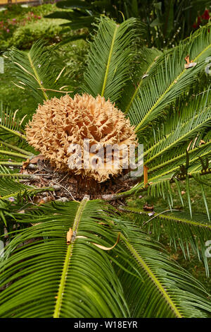 Photographie abstraite de cycadales japonais dans le parc Municiple, Funchal, Madère, Portugal, Union européenne Banque D'Images