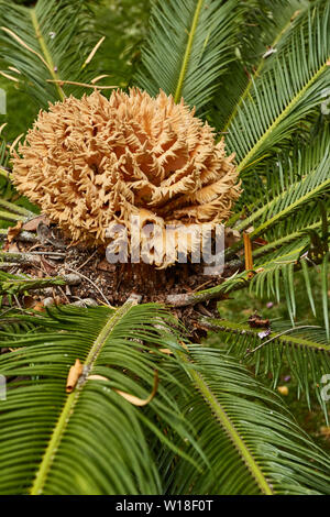 Photographie abstraite de cycadales japonais dans le parc Municiple, Funchal, Madère, Portugal, Union européenne Banque D'Images