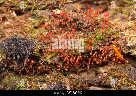 Myxomycète (Trichia decipiens) organes de fructification poussent sur un arbre en décomposition. Banque D'Images