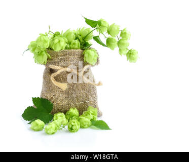 Le houblon vert frais en sac de toile avec des succursales sur fond blanc Banque D'Images
