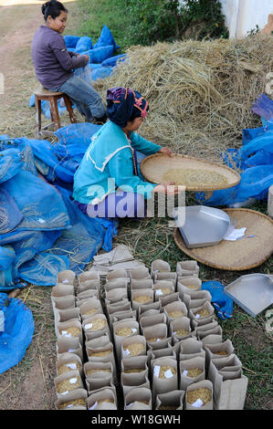 Laos, Vientiane, institut de recherche sur le riz NAFRI , Création de nouvelles variétés de riz et de semences hybrides avec de meilleurs rendements, les femmes trier différentes variétés de riz pour le franchissement de nouveaux hybrides / Vientiane Laos NAFRI Forschungsinstitut für Land- u. Forstwirtschaft, Anbau und von verschiedenen Reissorten Kreuzung mit Sorten von hoeheren Ertraegen Genbank, Reis Banque D'Images