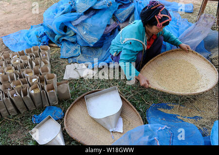 Laos, Vientiane, institut de recherche sur le riz NAFRI , Création de nouvelles variétés de riz et de semences hybrides avec de meilleurs rendements, les femmes trier différentes variétés de riz pour le franchissement de nouveaux hybrides / Vientiane Laos NAFRI Forschungsinstitut für Land- u. Forstwirtschaft, Anbau und von verschiedenen Reissorten Kreuzung mit Sorten von hoeheren Ertraegen Genbank, Reis Banque D'Images