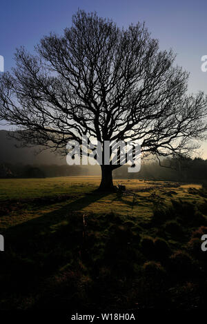 Coucher du soleil de printemps à travers un chêne sur la rive du lac Bassenthwaite, Keswick Ville, Parc National de Lake District, Cumbria, England, UK Banque D'Images