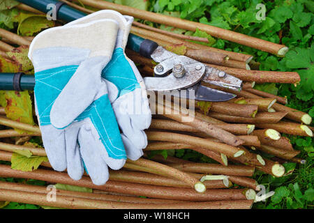 Gants de jardin avec jardin ancien secateur pour travailler dans le jardin Banque D'Images