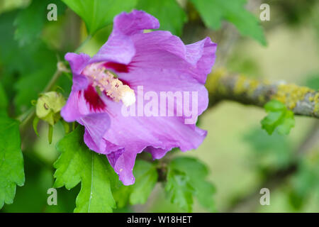 Le close-up purple hibiscus flower Banque D'Images