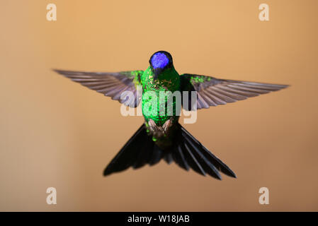 Un homme-capped Woodnymph Violet (Thalurania glaucopis) de la forêt tropicale atlantique du Brésil SE Banque D'Images