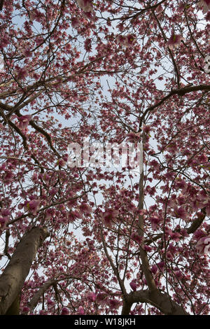 Jusqu'à l'intermédiaire de fleurs rose une soucoupe magnolia's canopy à St Louis County's Bella Parc Lafontaine sur un matin de printemps. Banque D'Images