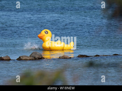 29 juin 2019, le Schleswig-Holstein, Damp : un canard natation nage dans la mer Baltique près de Porto Rotondo à hautes températures en été. Photo : Ralf Hirschberger/dpa-Zentralbild/dpa Banque D'Images