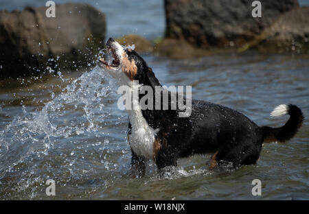 29 juin 2019, le Schleswig-Holstein, Eckernförde : bains d'un chien au milieu de l'été les températures dans la mer Baltique près de Eckernförde. Photo : Ralf Hirschberger/dpa-Zentralbild/dpa Banque D'Images