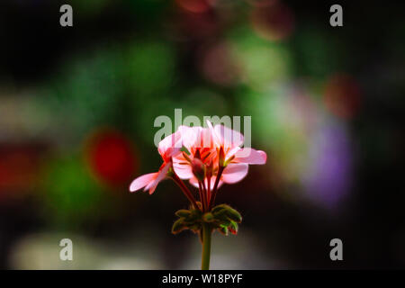 Fleur rose vif et de feuilles de géranium sur un fond coloré de la nature. Vue en gros plan, copiez l'espace. Floue et arrière-plan lumineux. Banque D'Images