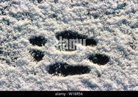 Lapin (Oryctolagus cuniculus). Présence dans la neige. Banque D'Images