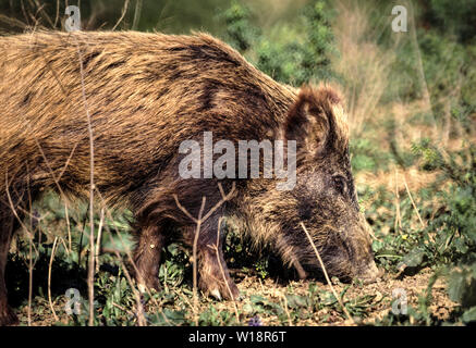 Le sanglier (Sus scrofa) alimentation mâle .Sur le bord de la forêt. Banque D'Images